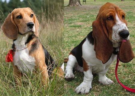 Beagle basset hound store cross